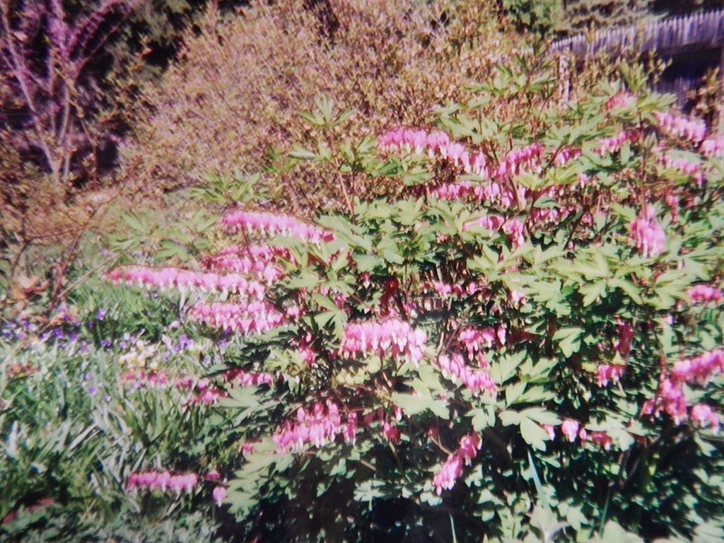 50 Searle Road South Hadley, MA 01075 - Photo 30 of 30 a small yard with flowers and flowers