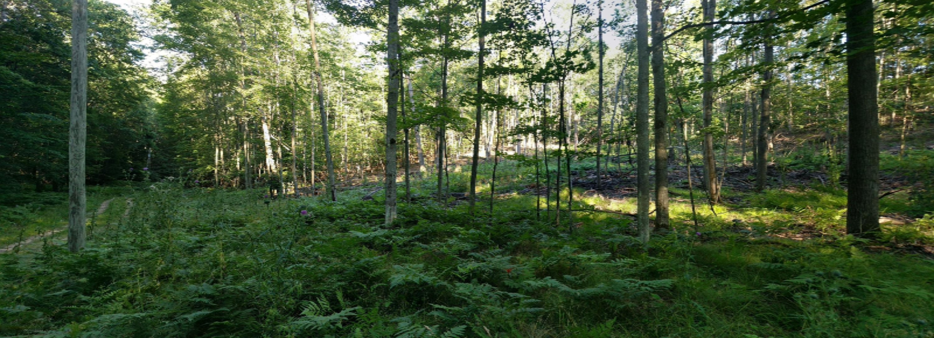 South Campbell Road Branch, MI 49402 - Photo 13 of 13 PANO_20170801_190723