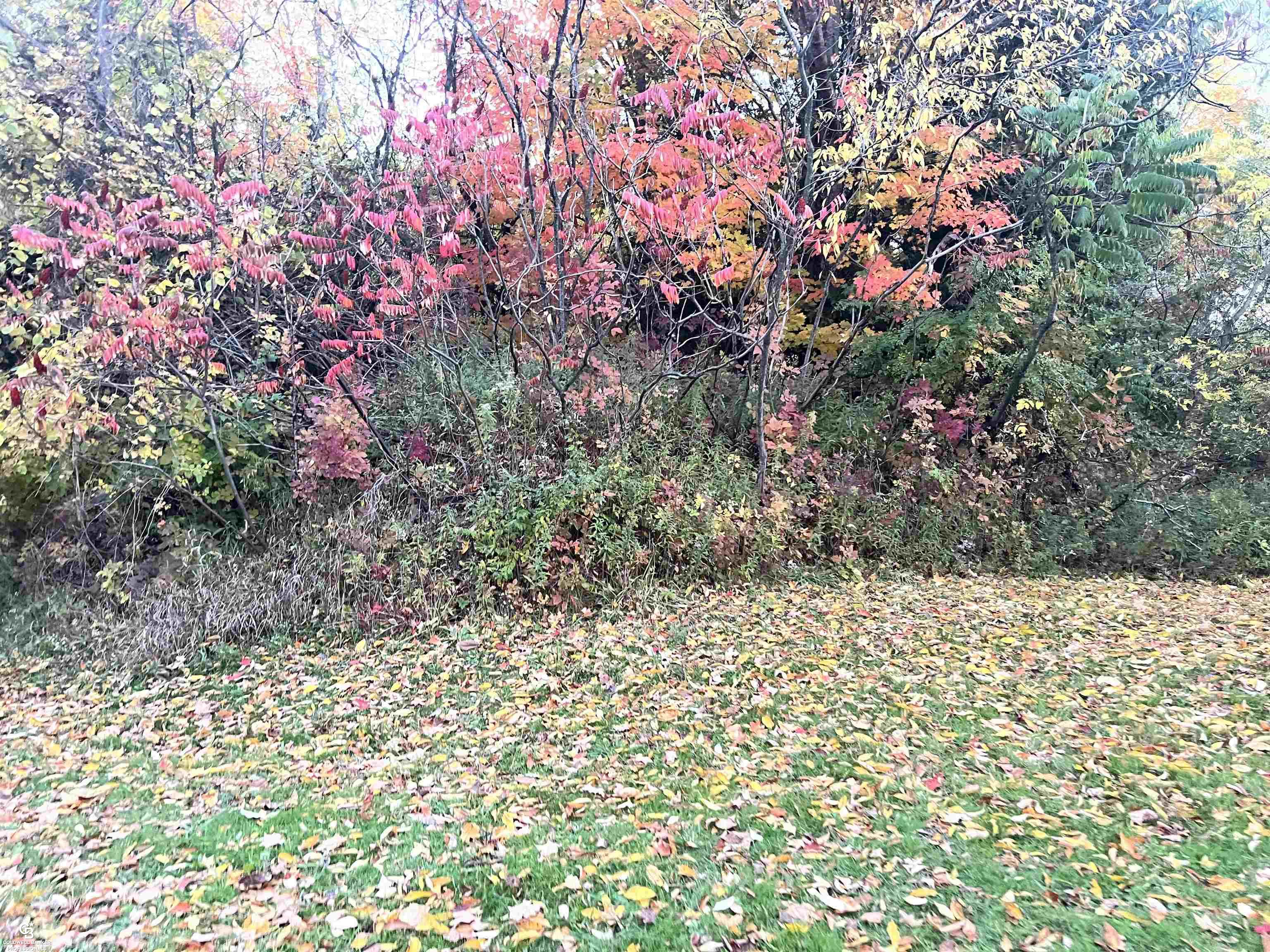 3225 Hartsell Road Owendale, MI 48754 - Photo 77 of 78 Beautiful Yard