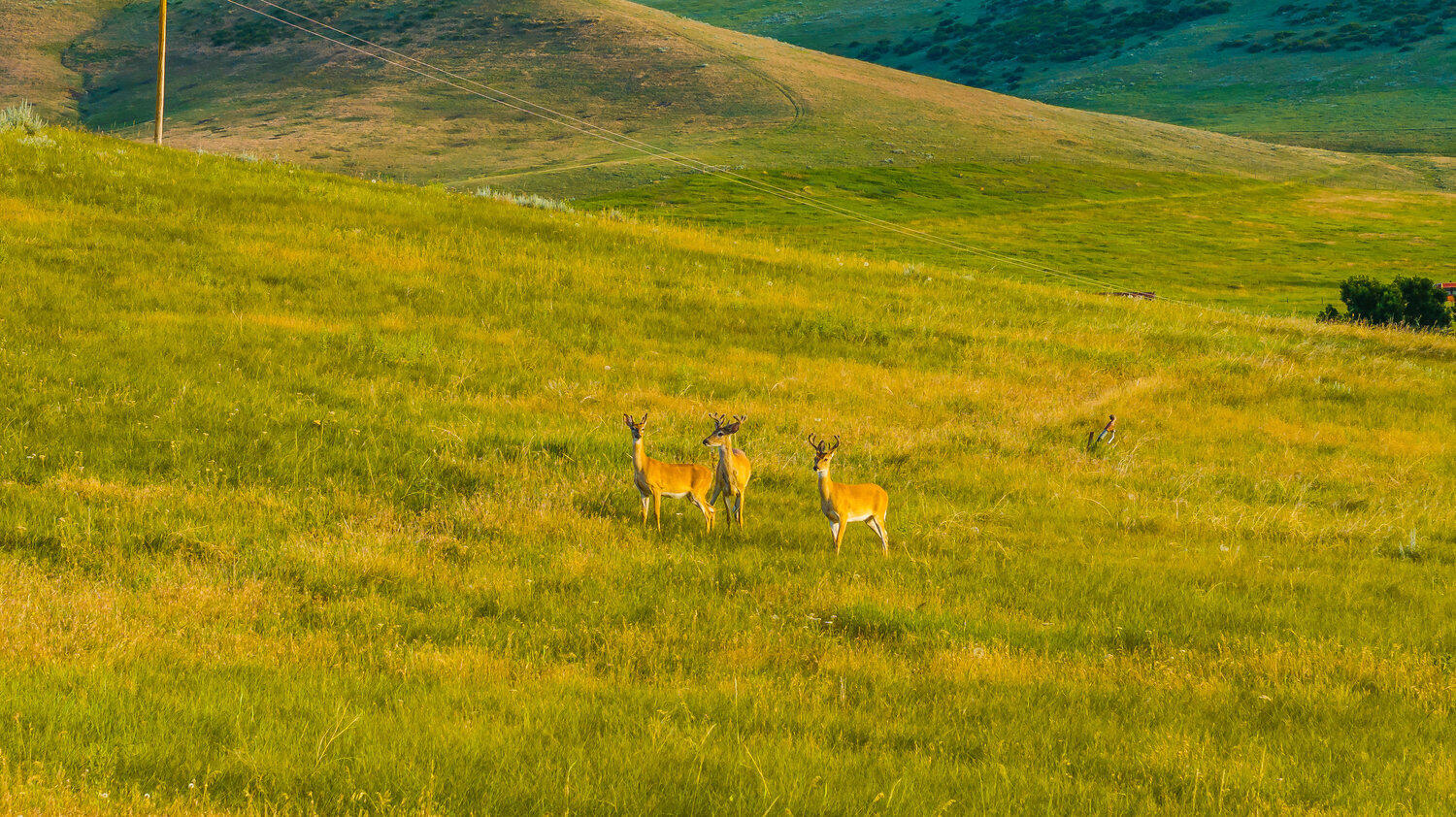 214 Meade Creek Road Sheridan, WY 82801 - Photo 13 of 90 013_dji_20250714065950_0112_d_2
