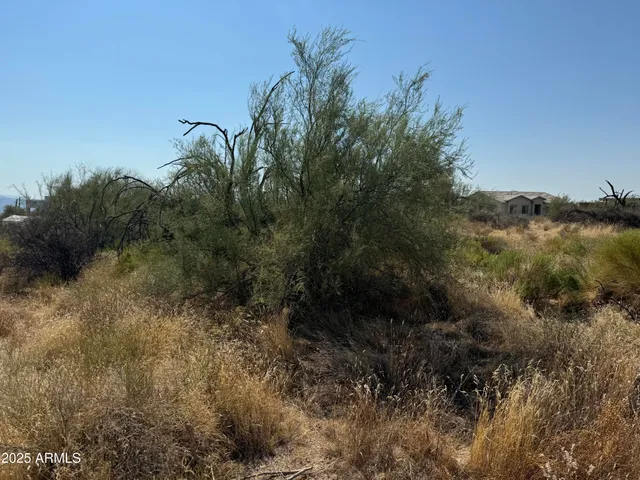 a view of a forest with a tree