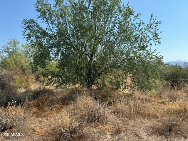 a view of a tree in a yard