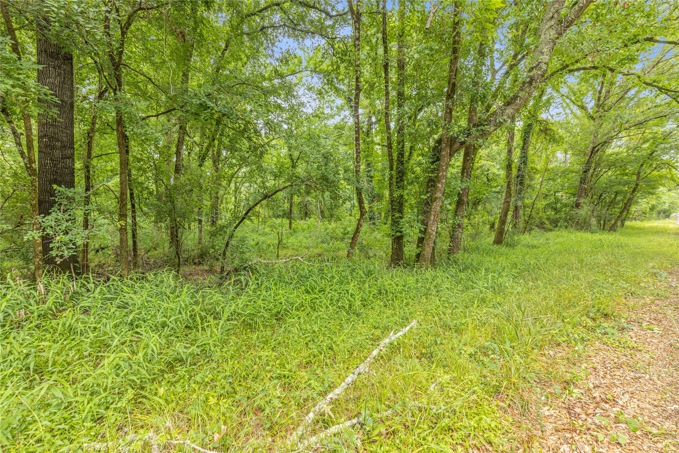 12572 Royal Creek Road Conroe, TX 77303 - Photo 6 of 6
