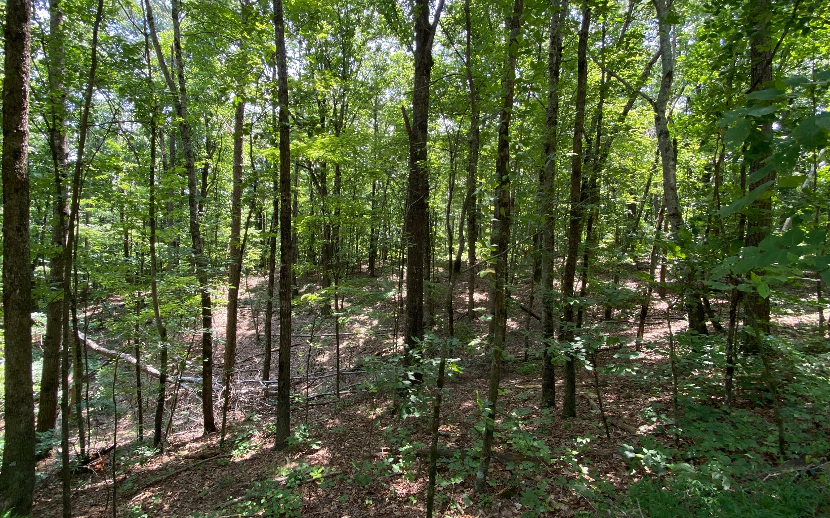 11 Raven Cliff Road Talking Rock, GA 30175 - Photo 1 of 4 Main View