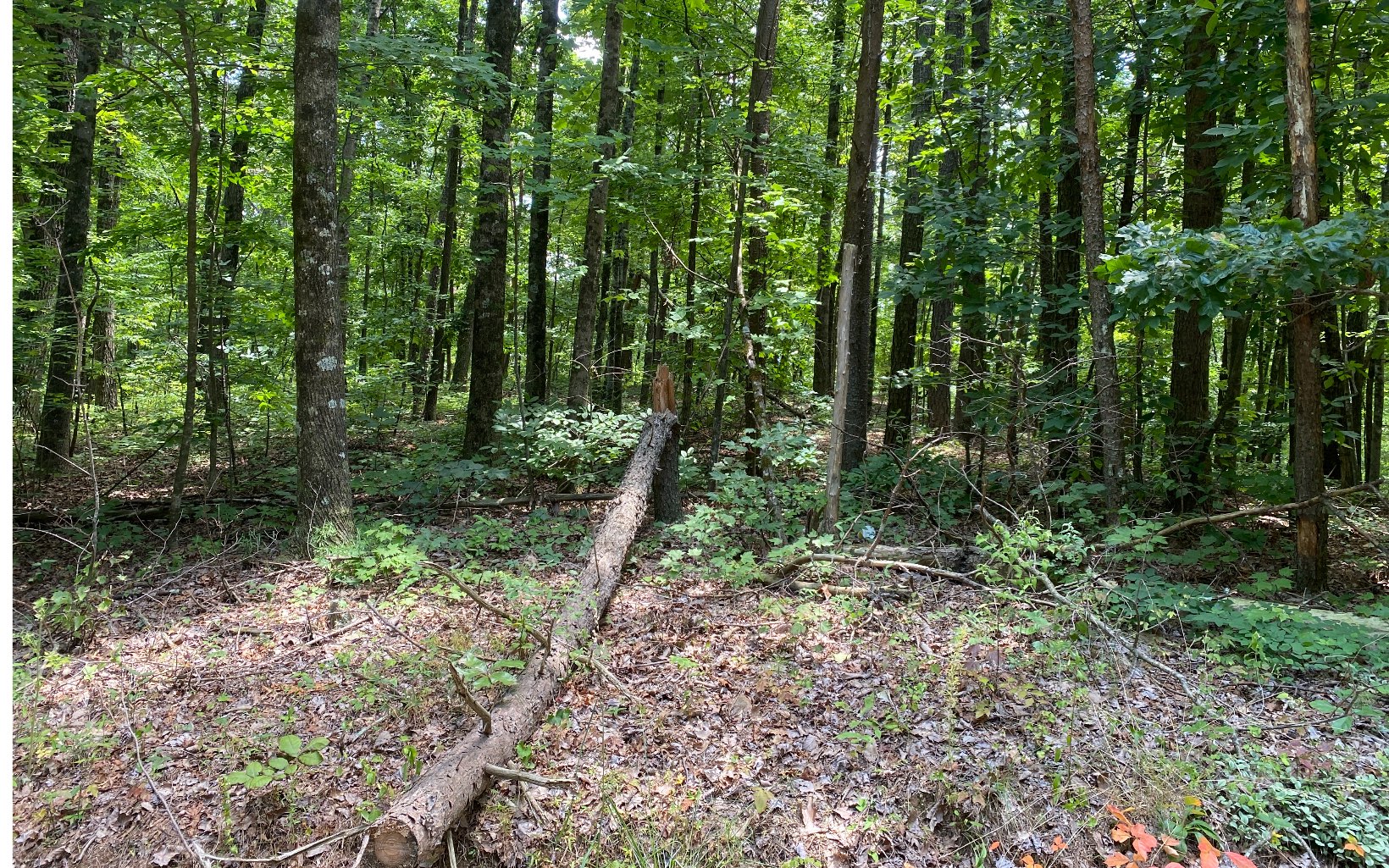 11 Raven Cliff Road Talking Rock, GA 30175 - Photo 4 of 4 Additional View