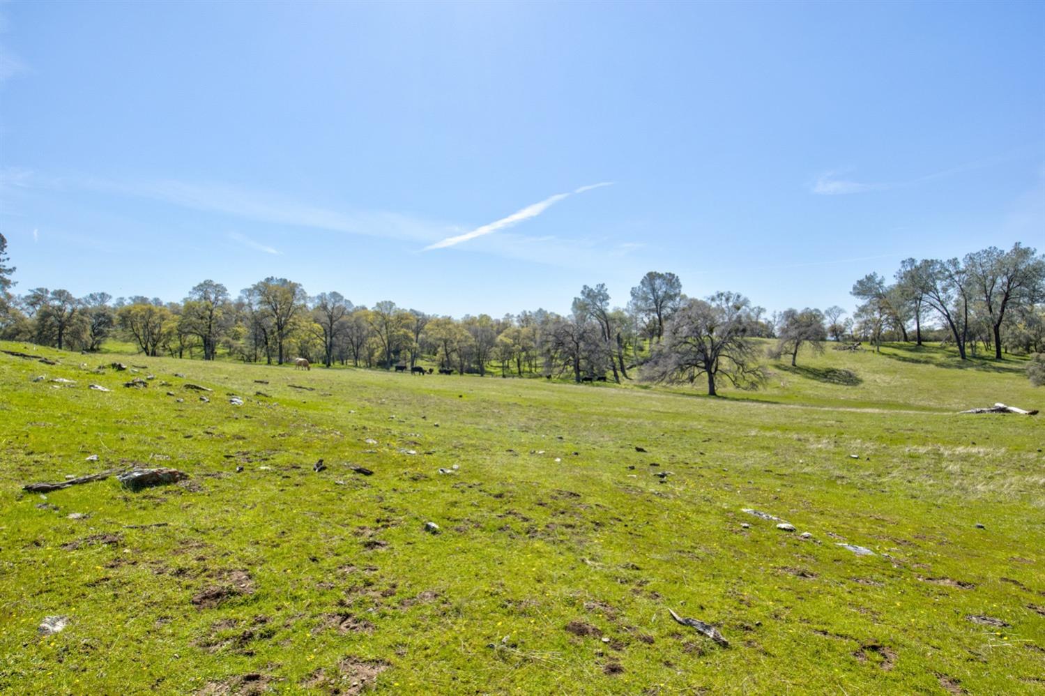 13012 Highway 124 Ione, CA 95640 - Photo 20 of 59 a view of a field with an ocean