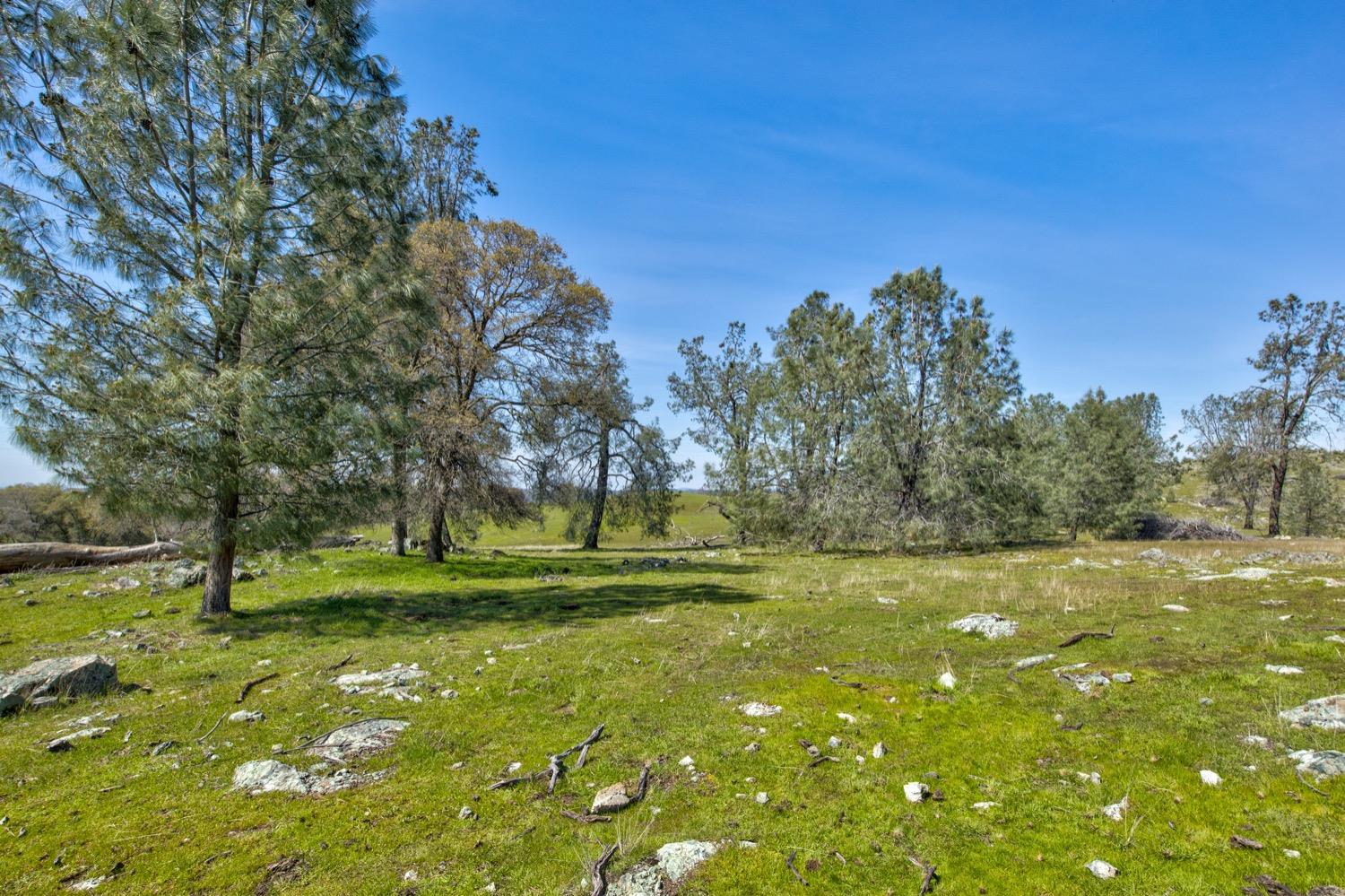 13012 Highway 124 Ione, CA 95640 - Photo 21 of 59 a view of field with trees in the background