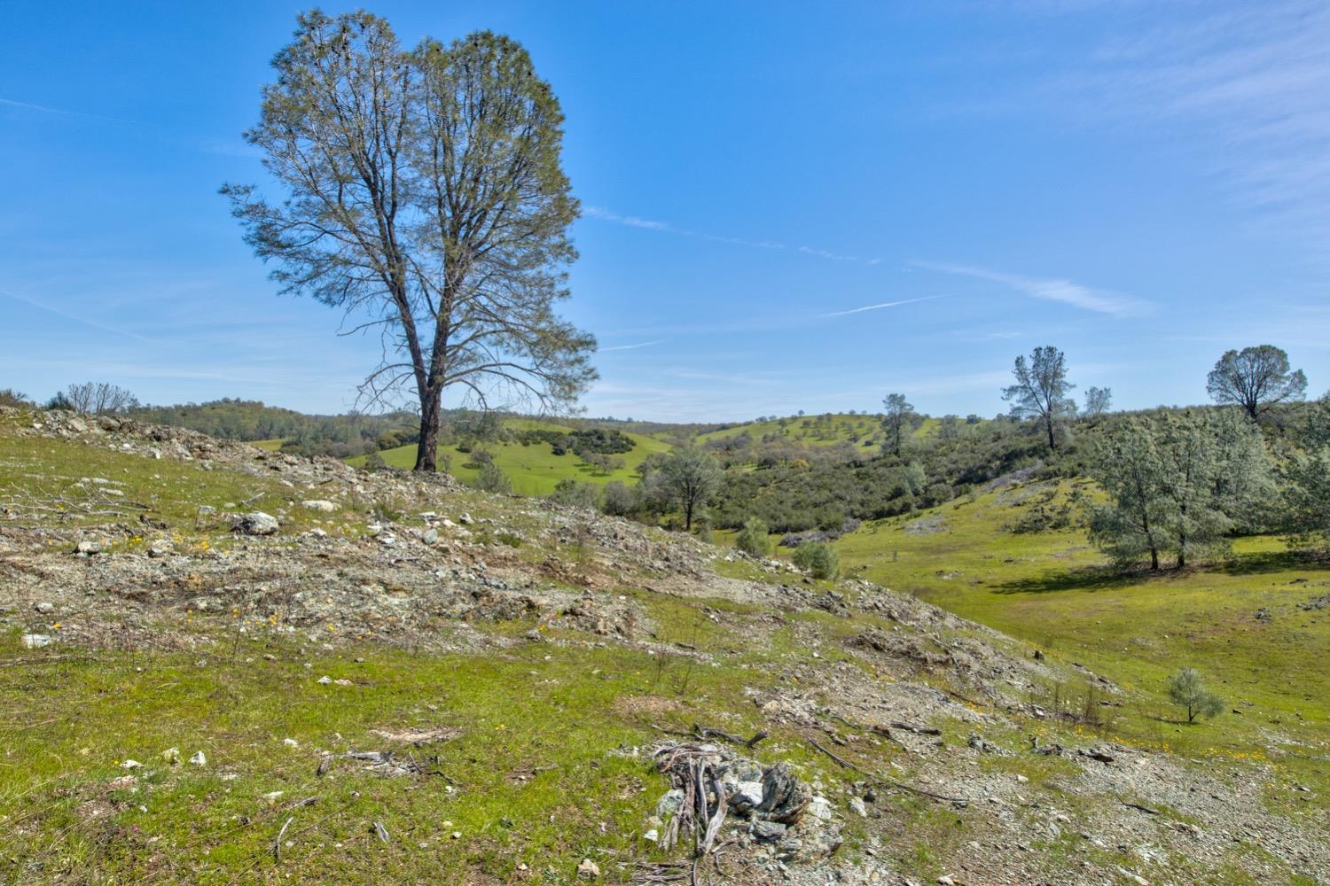 13012 Highway 124 Ione, CA 95640 - Photo 22 of 59 a view of a yard with an trees