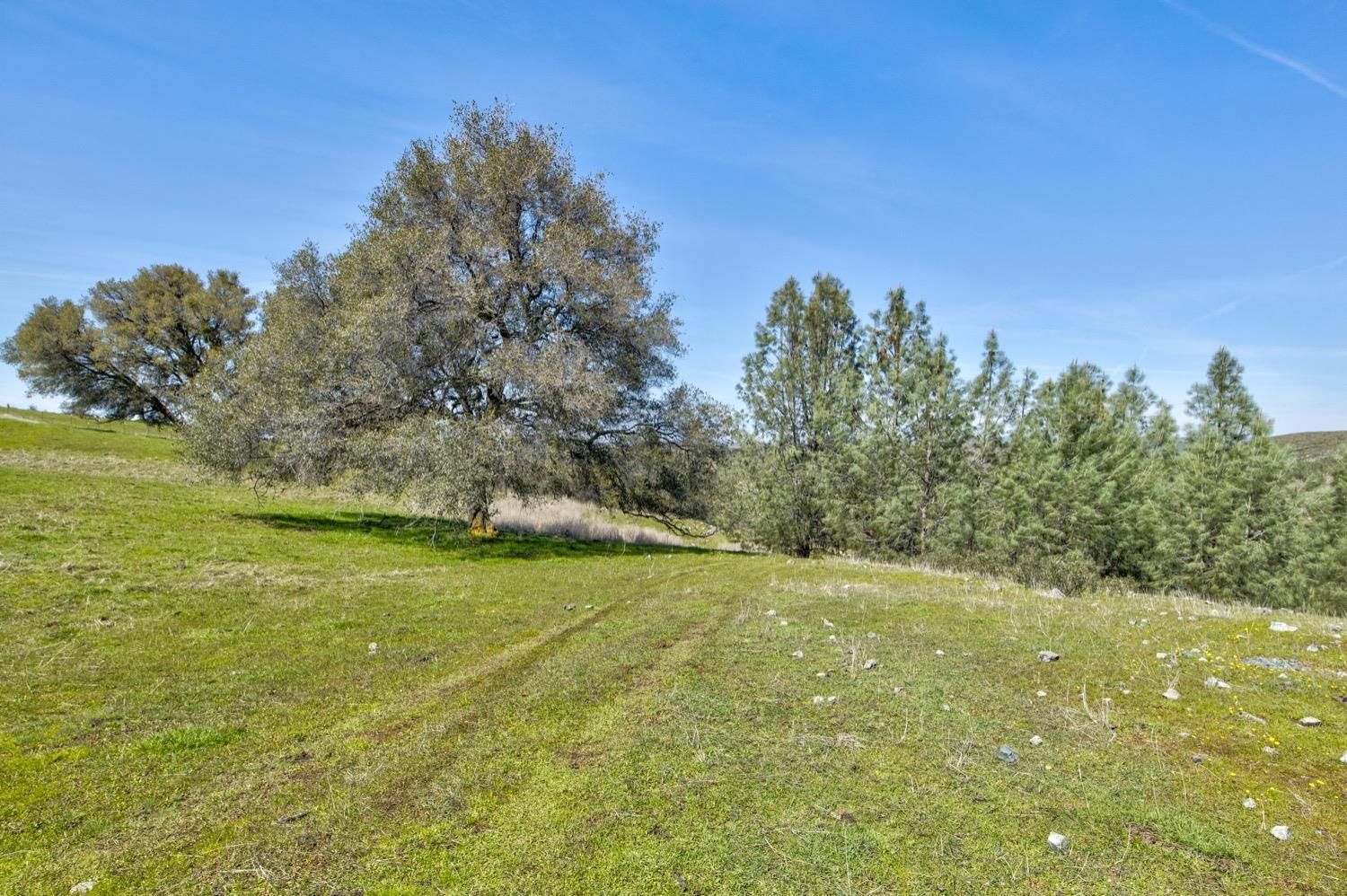 13012 Highway 124 Ione, CA 95640 - Photo 26 of 59 a view of a field with trees in the background