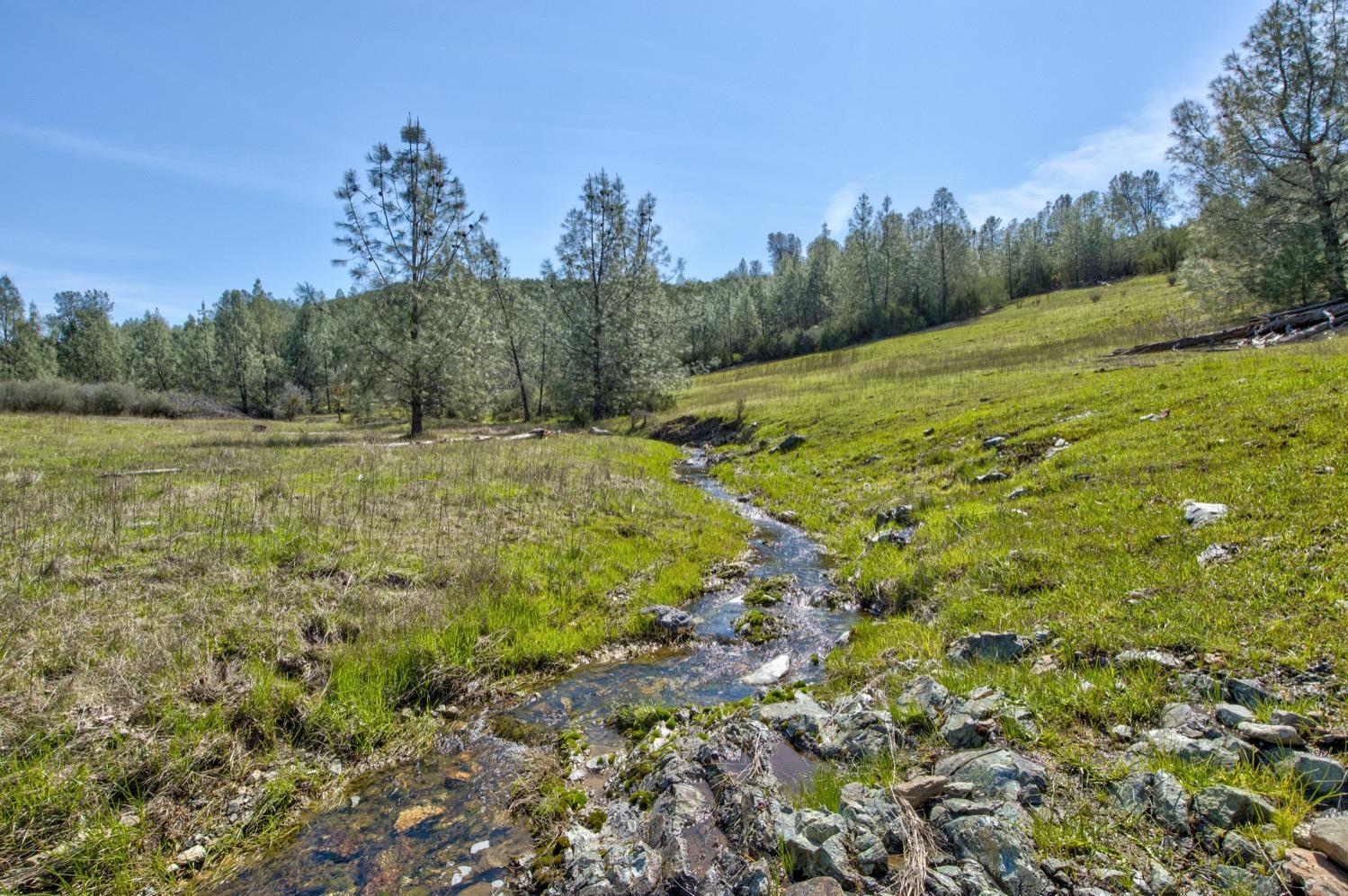 13012 Highway 124 Ione, CA 95640 - Photo 29 of 59 a view of a field with an trees