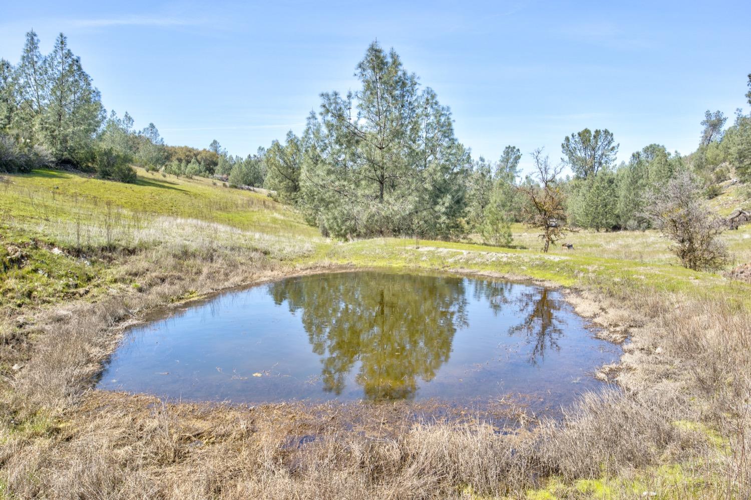 13012 Highway 124 Ione, CA 95640 - Photo 35 of 59 a view of a yard with an outdoor space