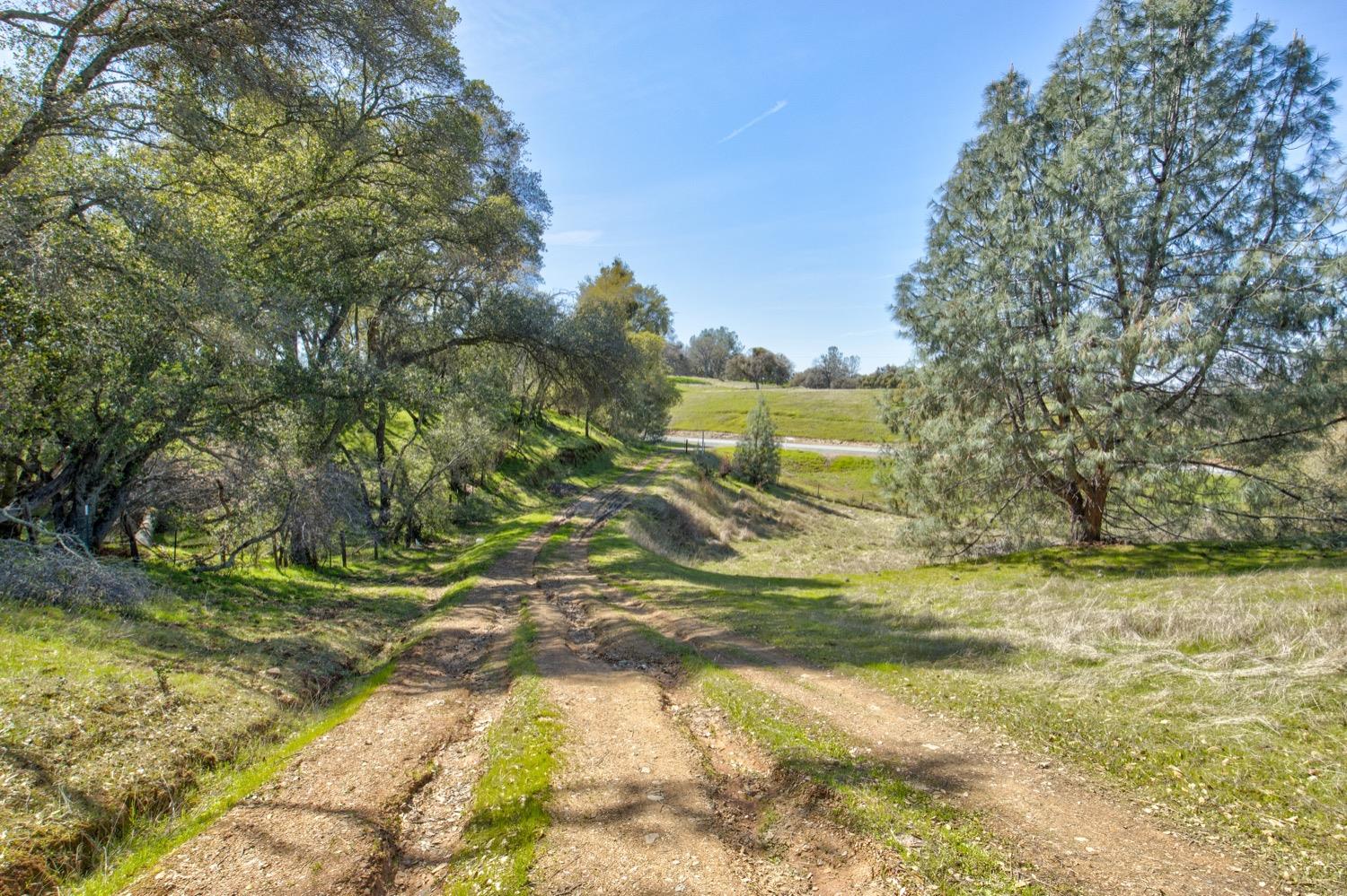 13012 Highway 124 Ione, CA 95640 - Photo 4 of 59 a view of a yard