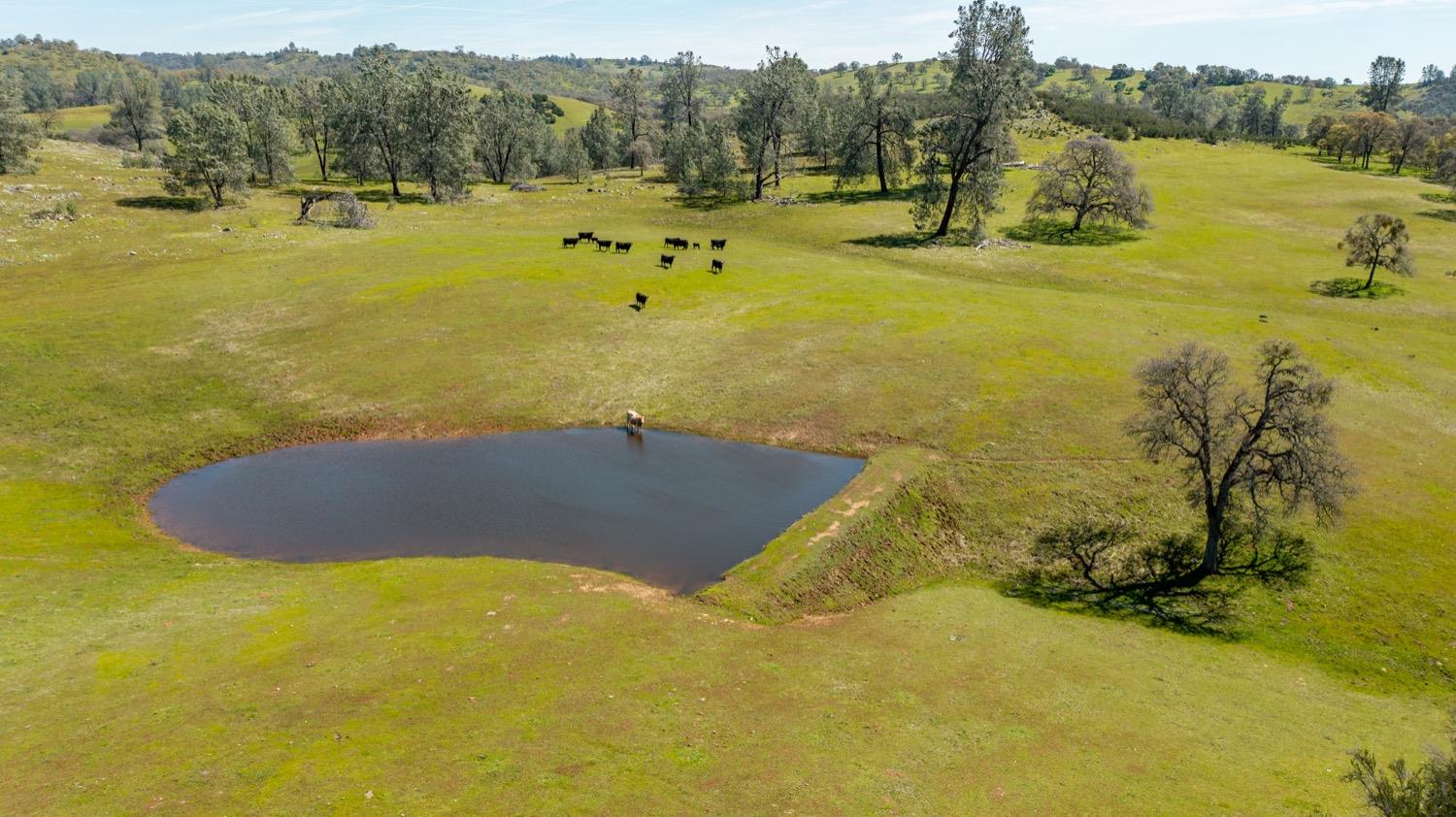 13012 Highway 124 Ione, CA 95640 - Photo 42 of 59 a view of a lake with a yard