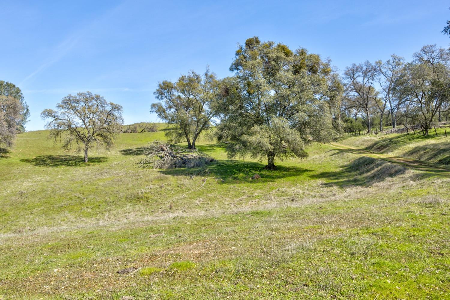13012 Highway 124 Ione, CA 95640 - Photo 6 of 59 a view of a yard