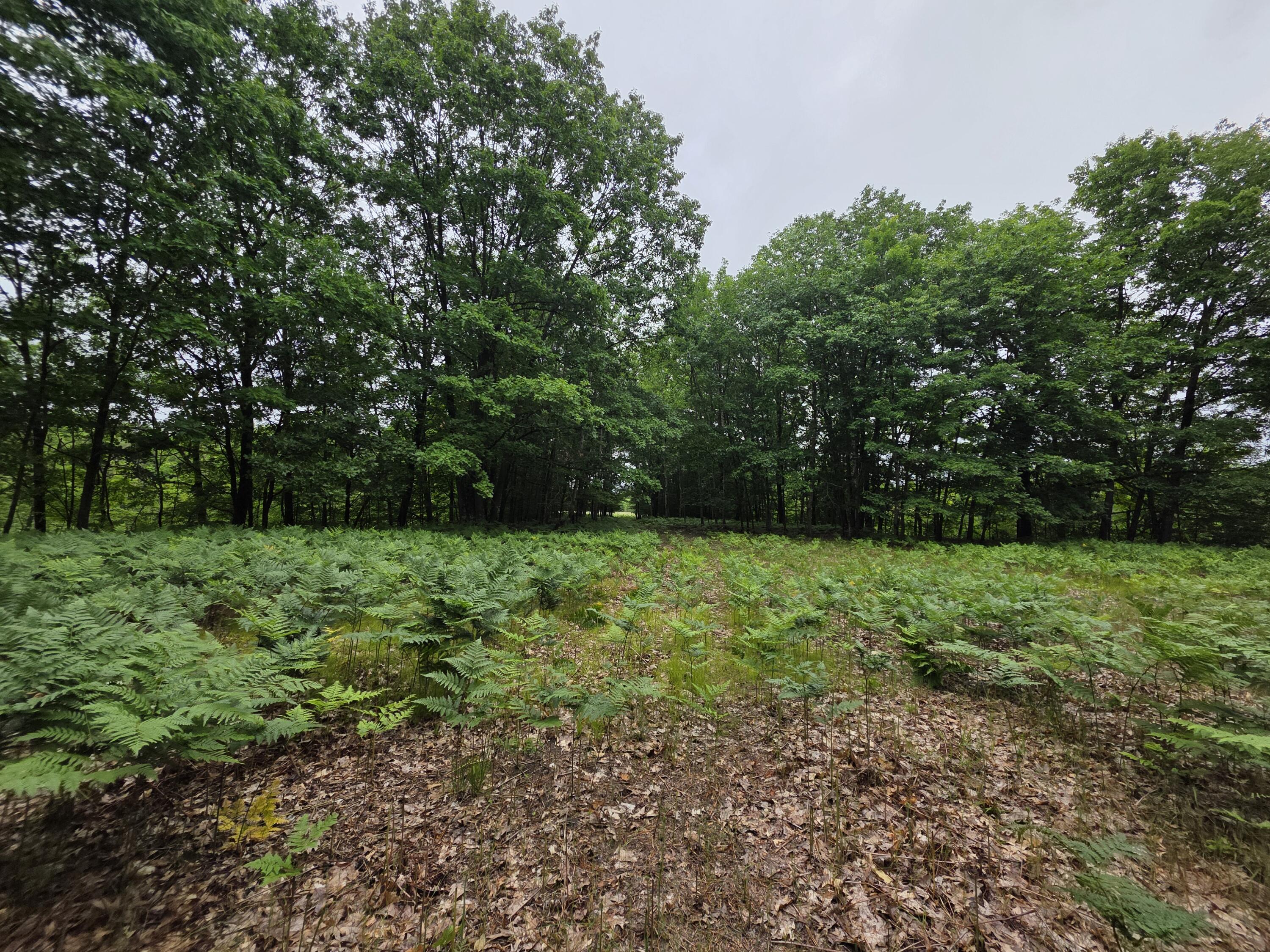 Madison Road Hesperia, MI 49421 - Photo 7 of 21 1000056972