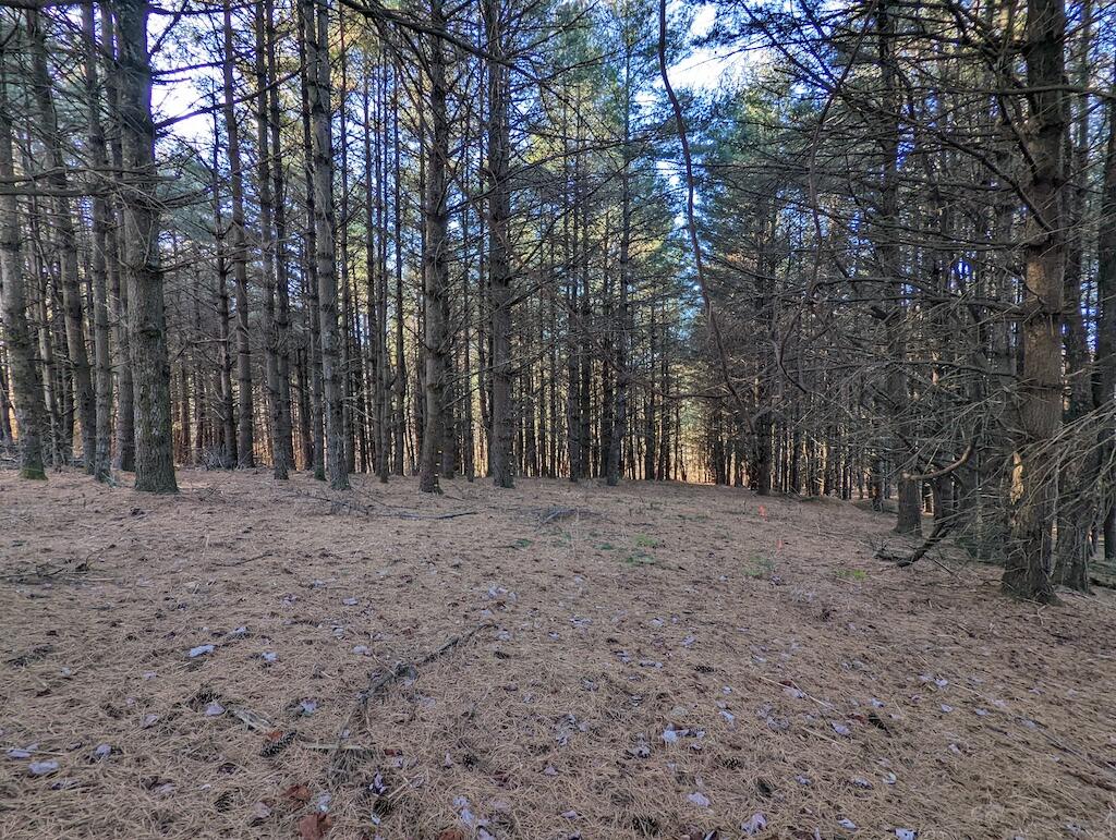 825 Macks Mountain Road Northwest Indian Valley, VA 24105 - Photo 26 of 30 a view of a yard with trees
