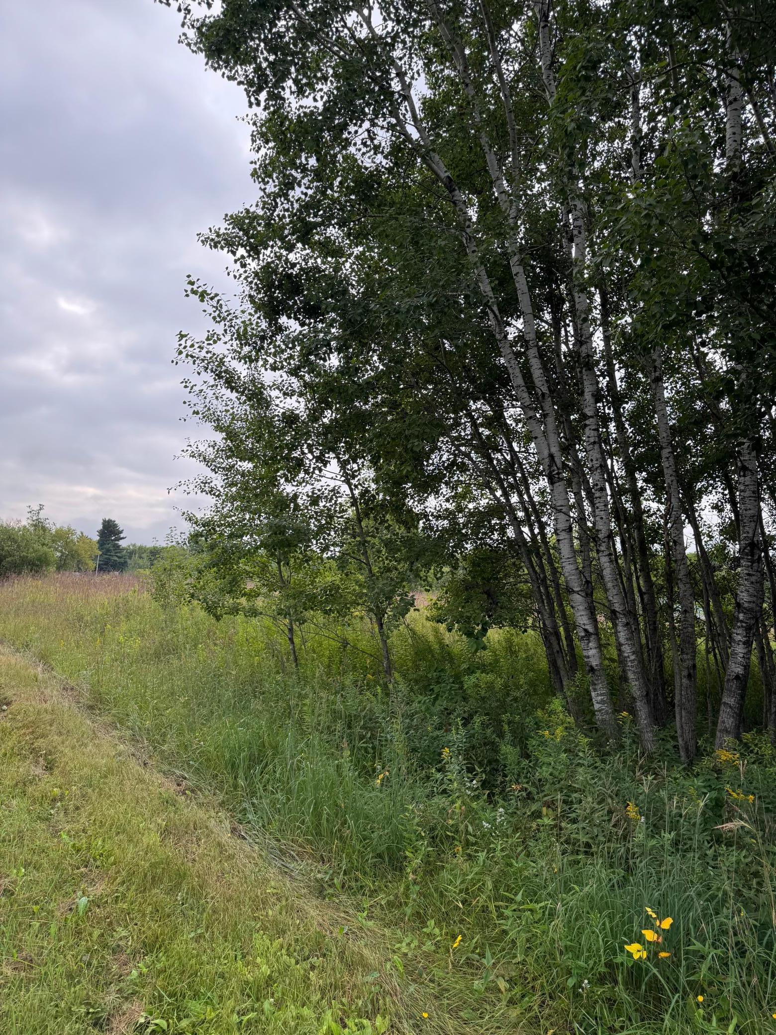 Tbd Whitetail Street Crosby, MN 56441 - Photo 3 of 5