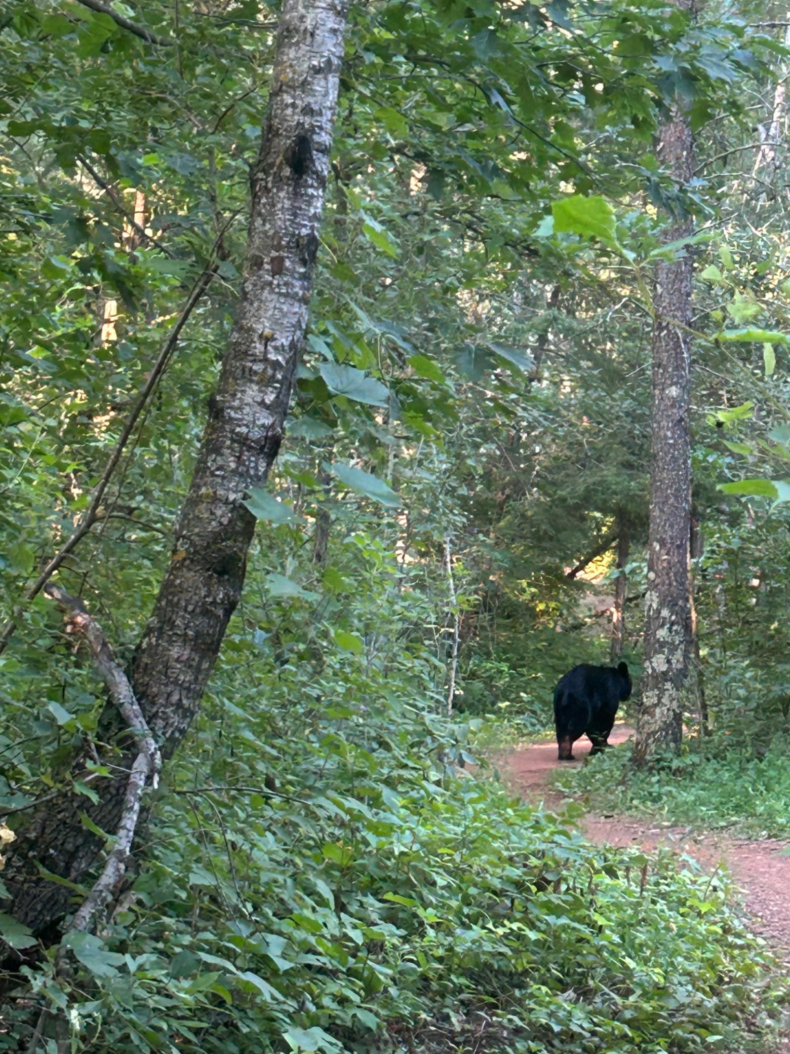 Tbd Whitetail Street Crosby, MN 56441 - Photo 5 of 5