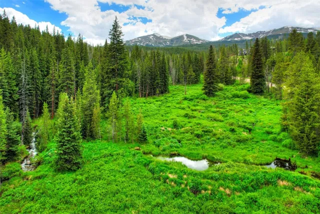 a view of a garden with a tree