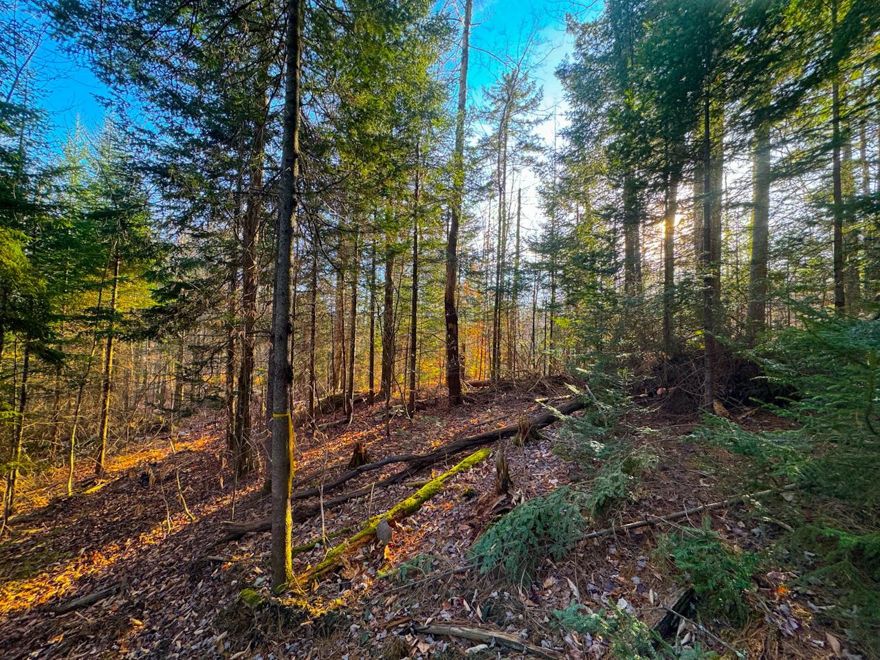 0 Beech Street Warren, VT 05674 - Photo 15 of 40