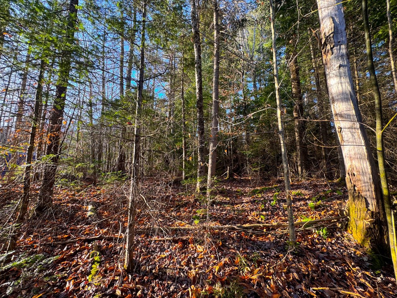 0 Beech Street Warren, VT 05674 - Photo 17 of 40