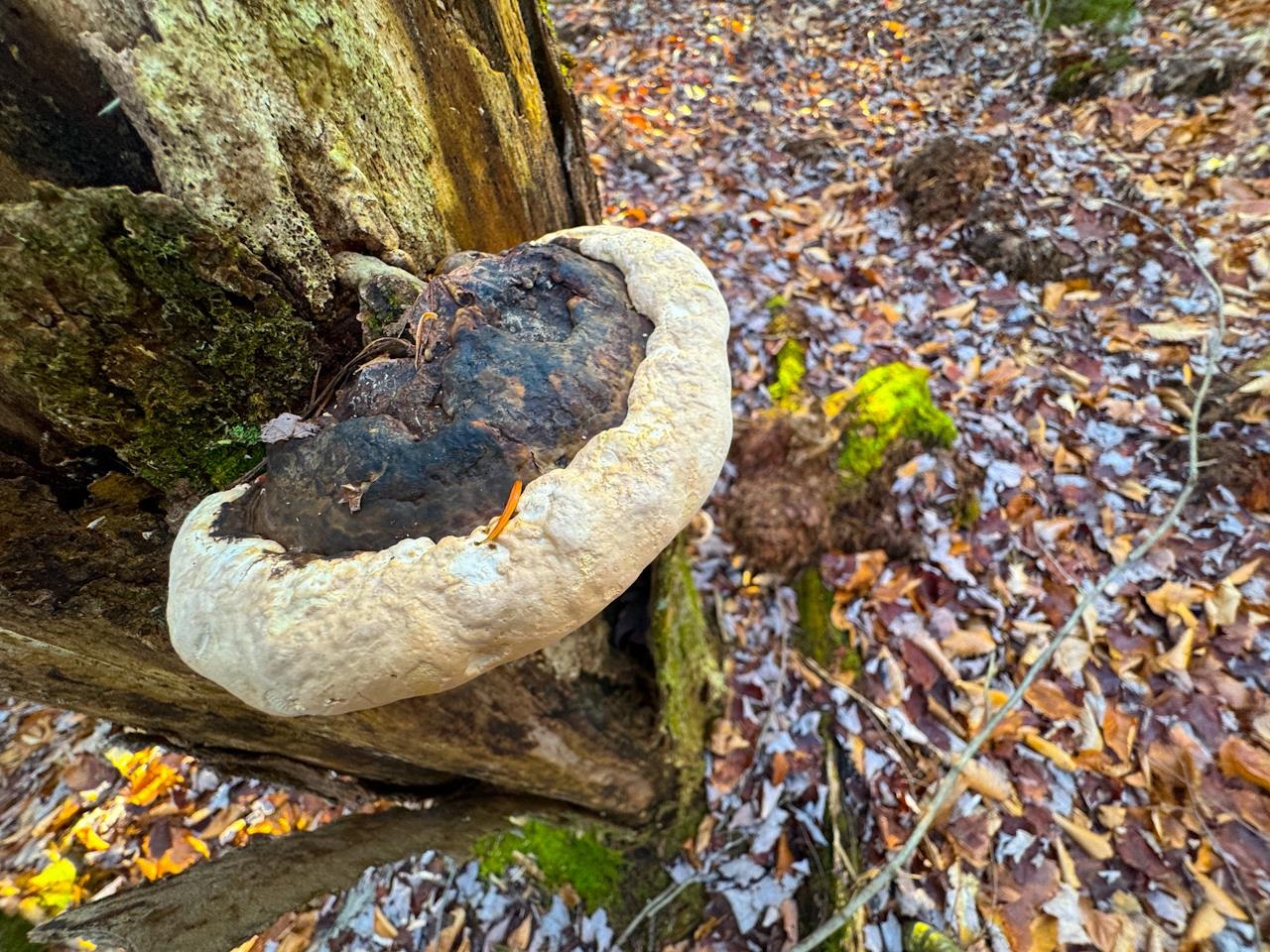 0 Beech Street Warren, VT 05674 - Photo 18 of 40