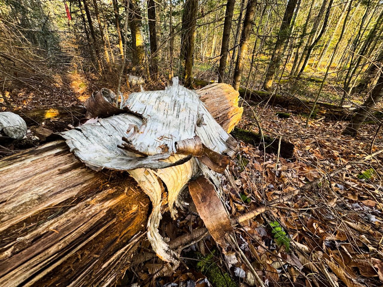 0 Beech Street Warren, VT 05674 - Photo 19 of 40