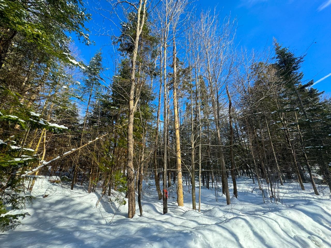 0 Beech Street Warren, VT 05674 - Photo 2 of 40
