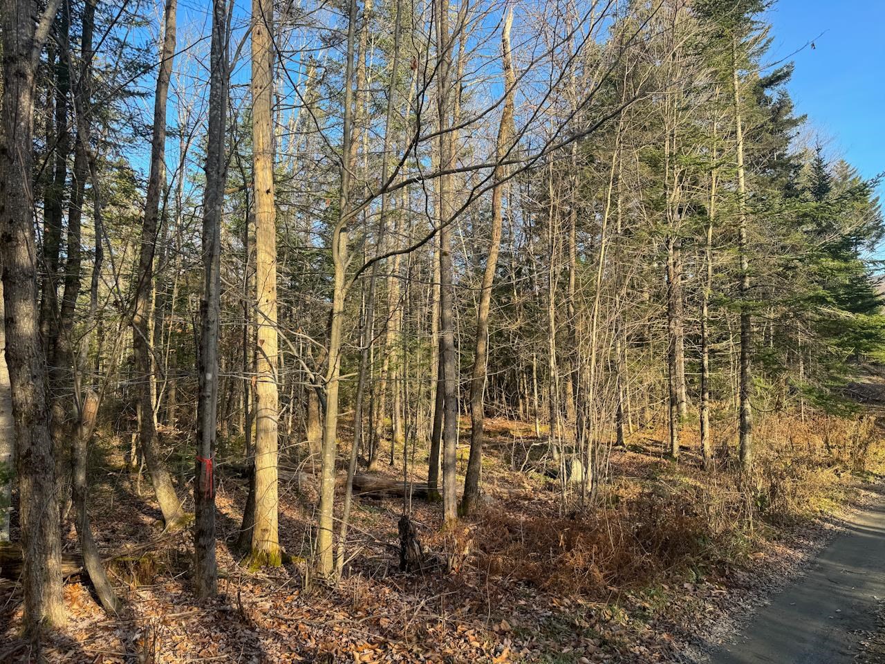 0 Beech Street Warren, VT 05674 - Photo 21 of 40