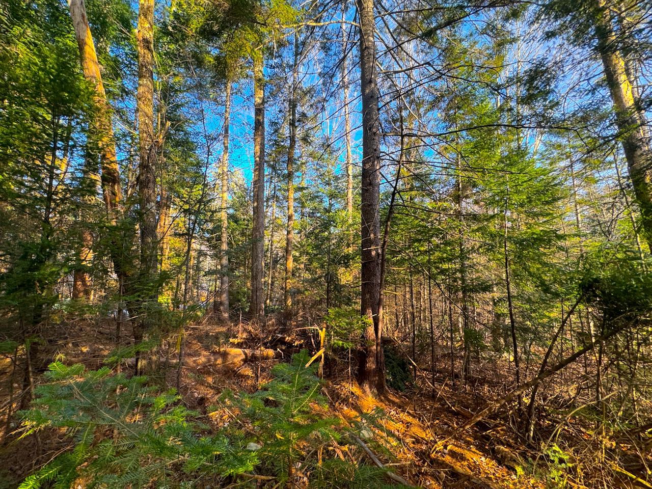 0 Beech Street Warren, VT 05674 - Photo 23 of 40