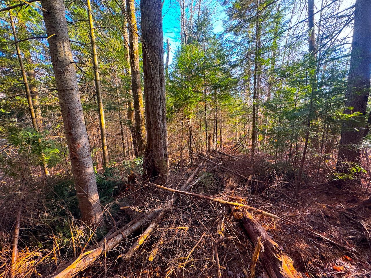 0 Beech Street Warren, VT 05674 - Photo 25 of 40