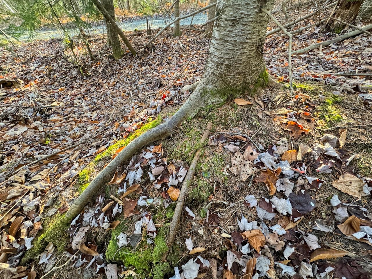 0 Beech Street Warren, VT 05674 - Photo 28 of 40