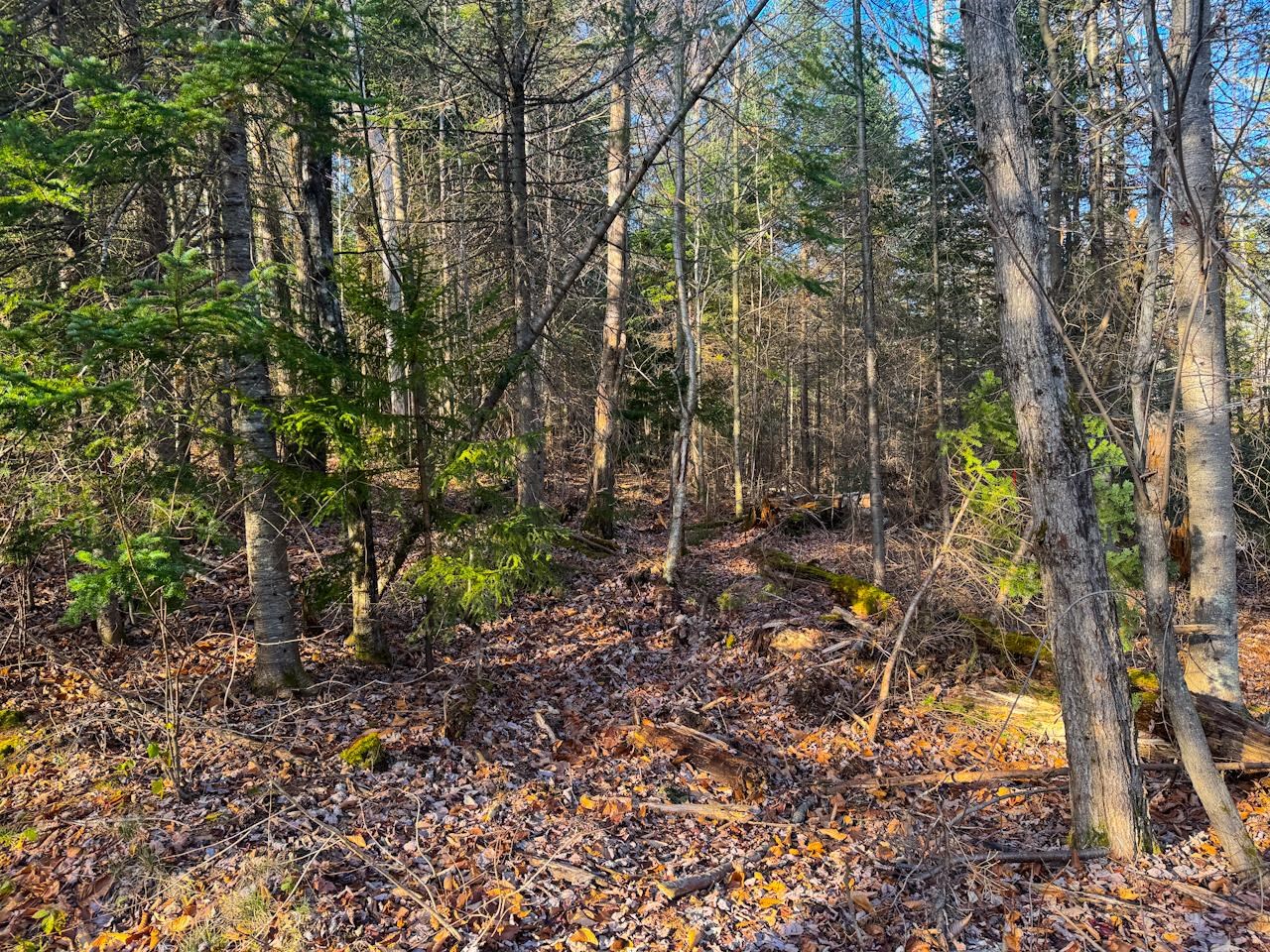 0 Beech Street Warren, VT 05674 - Photo 29 of 40