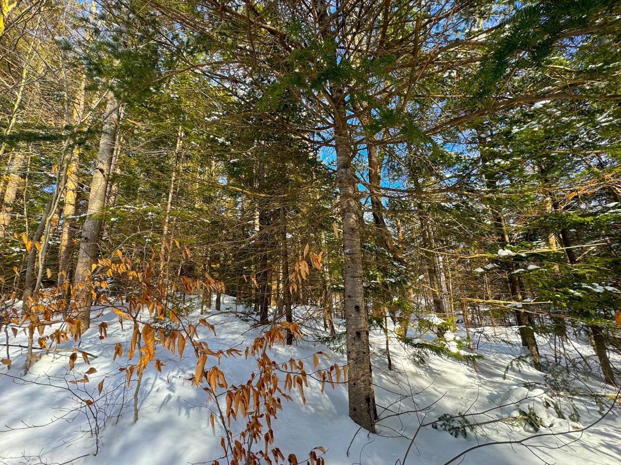 0 Beech Street Warren, VT 05674 - Photo 40 of 40
