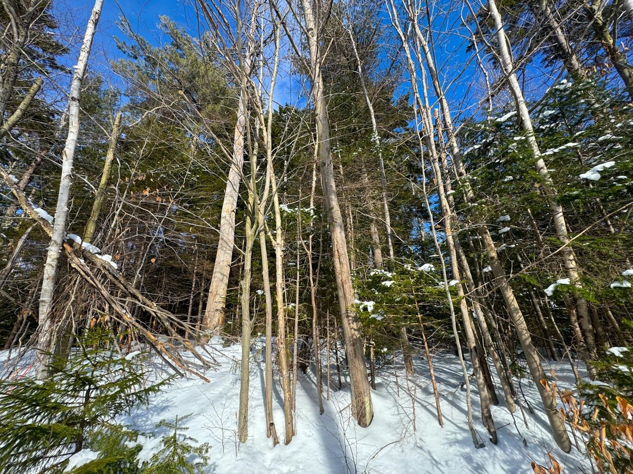 0 Beech Street Warren, VT 05674 - Photo 6 of 40