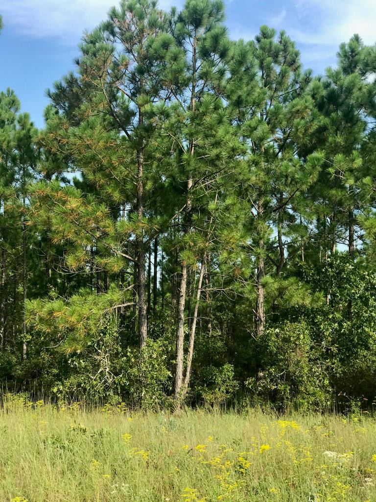 Lot#13-19 Holder Road Batesburg, SC 29006 - Photo 13 of 18