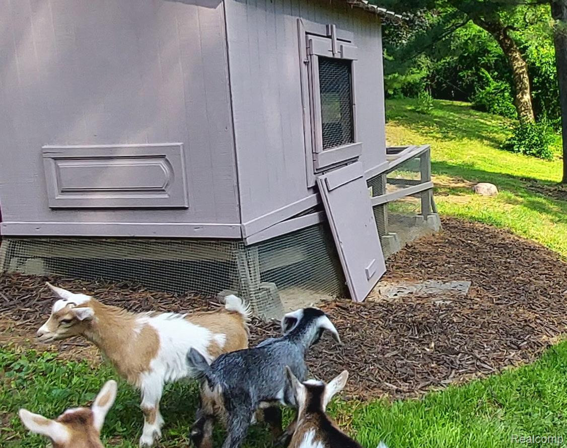 423 Sunset Street White Lake, MI 48383 - Photo 54 of 65 goat pics.jpg