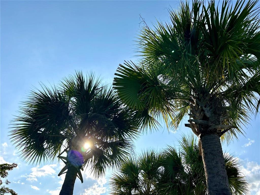 4652 Sparkling Shell Avenue Kissimmee, FL 34746 - Photo 33 of 35 a view of outdoor space with palm trees