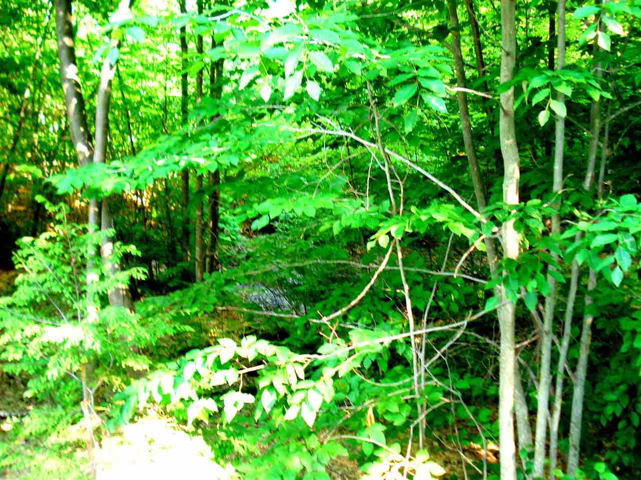 772 Lot 1.2 Flaghole Road, Unit 2 Andover, NH 03216 - Photo 4 of 28 Gallery Image 4