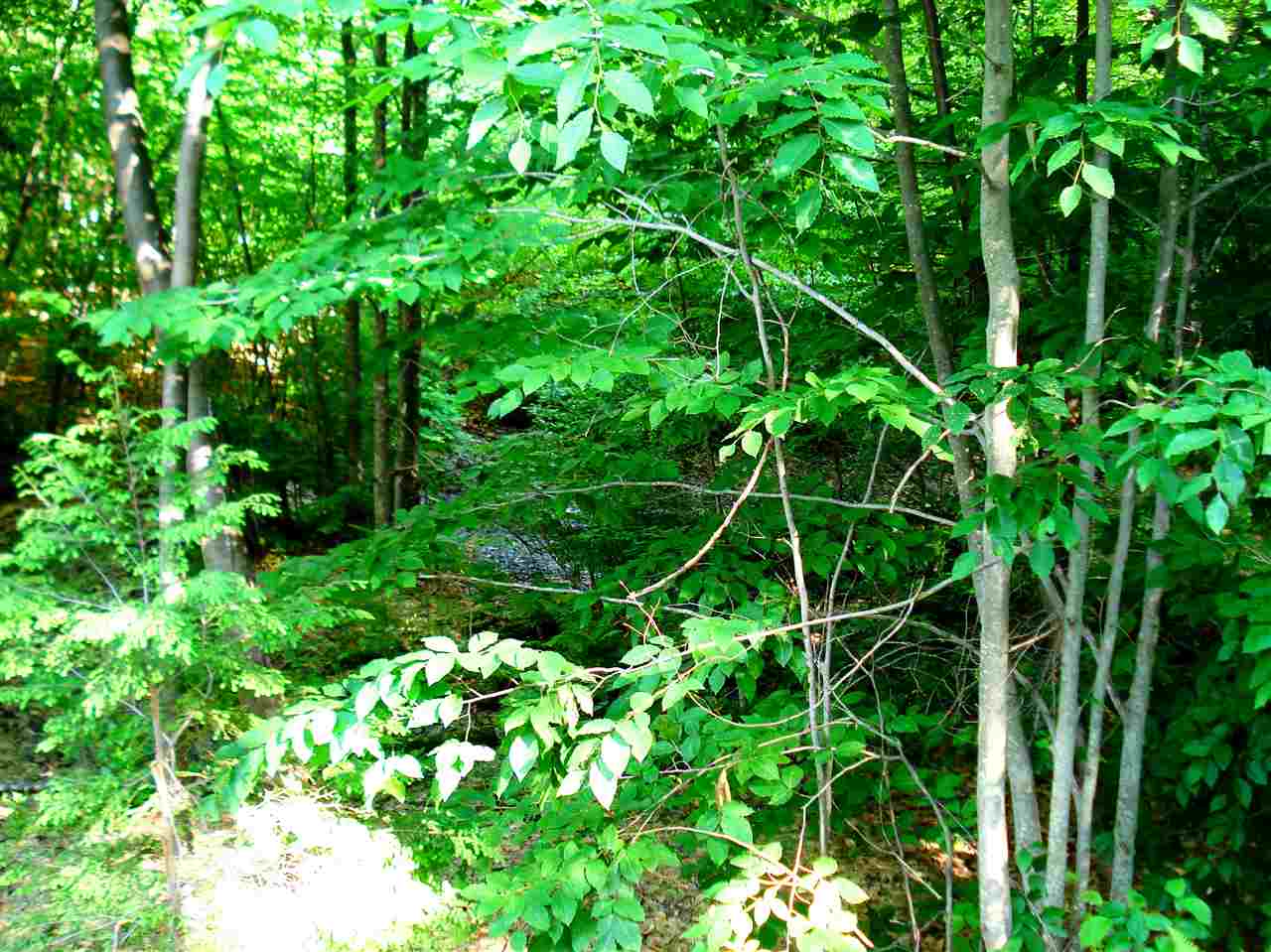 772 Lot 1.2 Flaghole Road, Unit 2 Andover, NH 03216 - Photo 5 of 28 Gallery Image 5