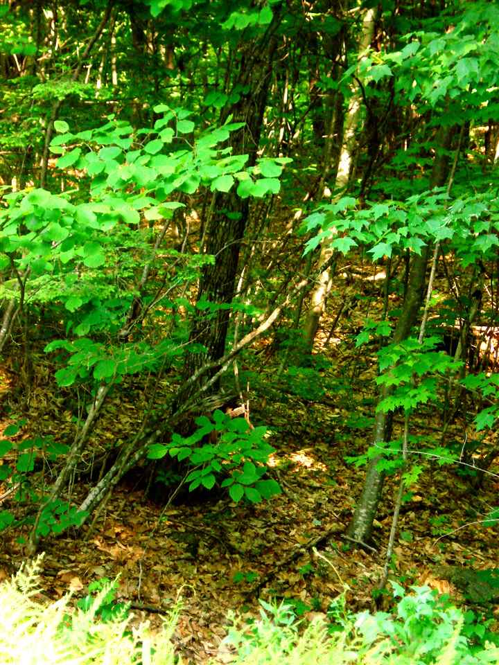 772 Lot 1.2 Flaghole Road, Unit 2 Andover, NH 03216 - Photo 9 of 28 Gallery Image 9