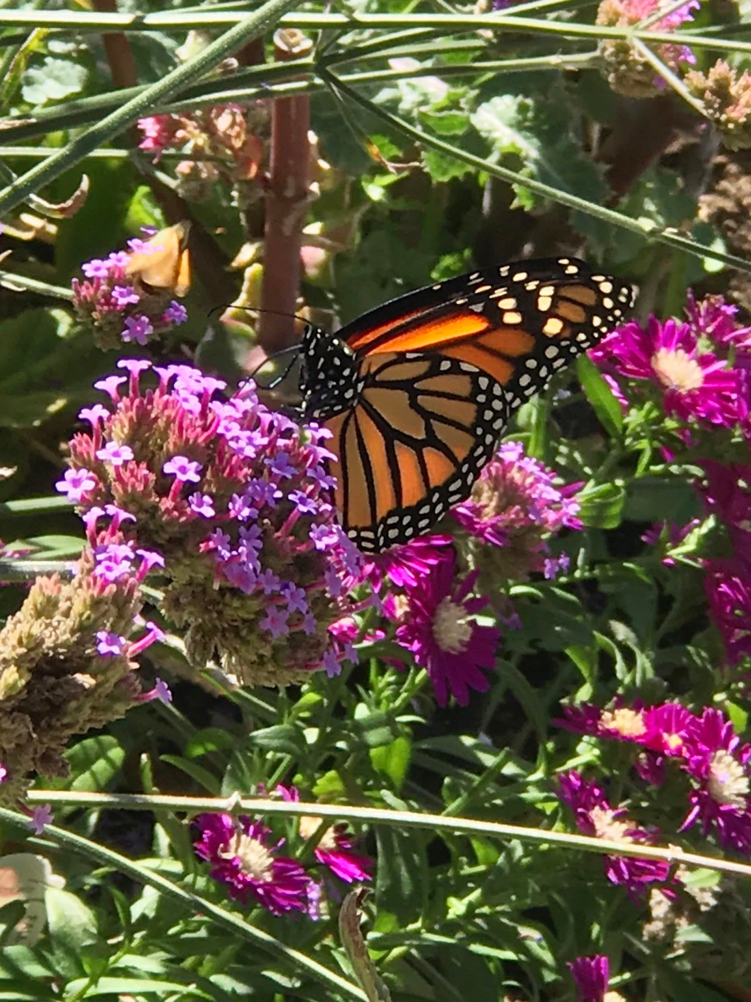 5196 Pioneer Road Medford, OR 97501 - Photo 74 of 94 5196pollinator2