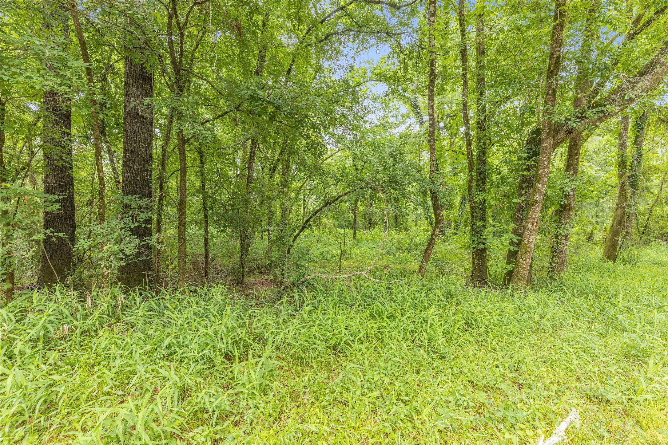 12572 Royal Creek Road Conroe, TX 77303 - Photo 5 of 6