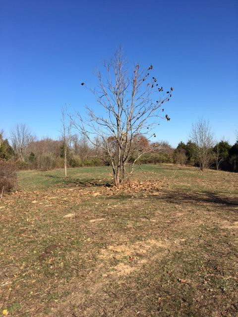 3462 Rector Road Morning View, KY 41063 - Photo 10 of 14