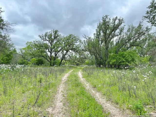 a view of a yard with a tree