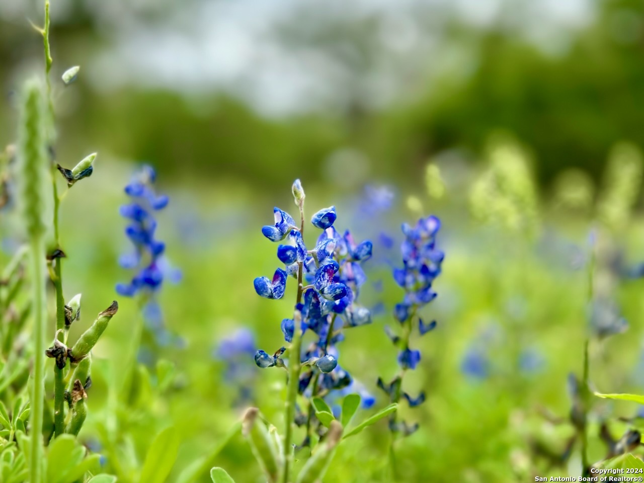 7711 Devine Tx 78016 Devine, TX 78016 - Photo 24 of 51 a view of a flower