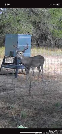 a view of a tree in a park