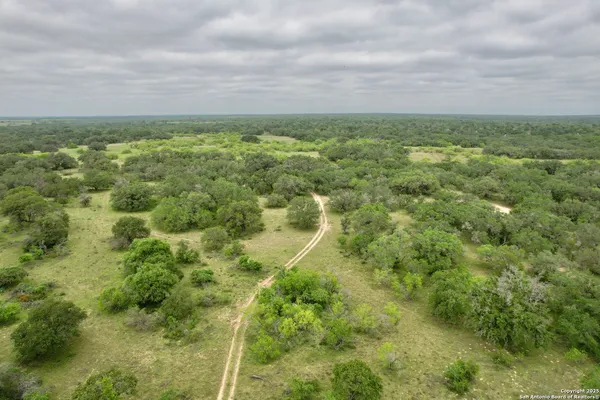 a view of a garden with a tree