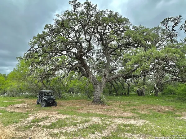 a view of a big yard with large trees