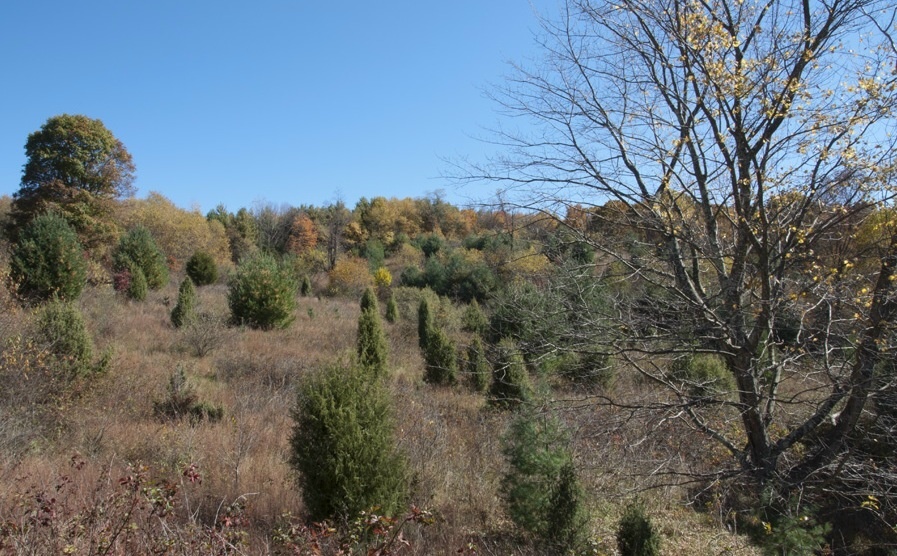 1207 Black Ridge Road Southwest Floyd, VA 24091 - Photo 11 of 37 a view of a yard